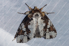 Disphragis tharis