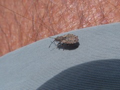 Nithecus jacobaeae