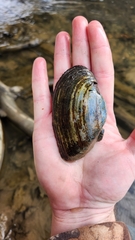 Alasmidonta marginata