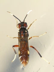 Macremphytus testaceus