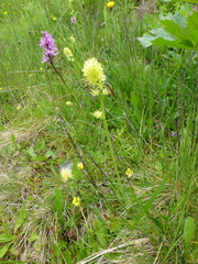 Tofieldia calyculata