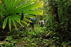 Sabal mauritiiformis