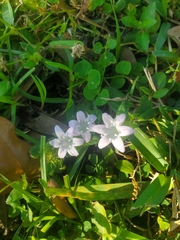 Richardia grandiflora