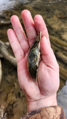 Alasmidonta marginata