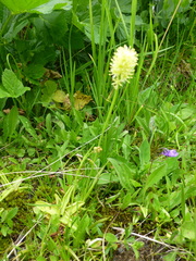 Tofieldia calyculata