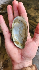 Alasmidonta marginata