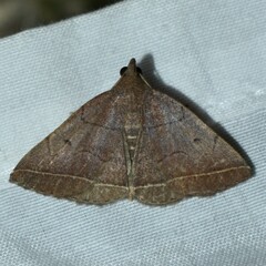 Zanclognatha obscuripennis