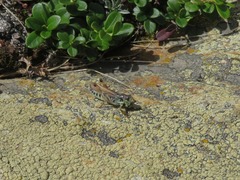 Gomphocerus sibiricus