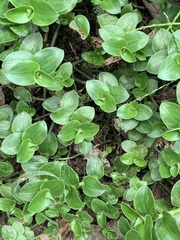 Callisia repens
