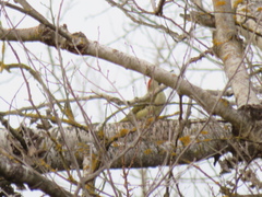 Picus viridis