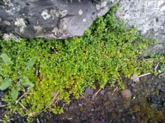 Polycarpon tetraphyllum