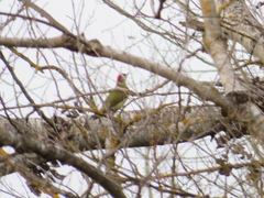 Picus viridis