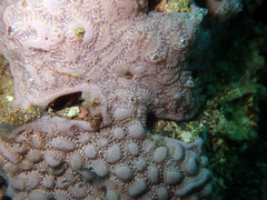 Botryllus