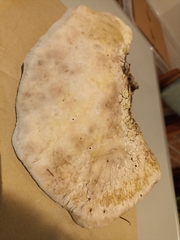 Fomitopsis betulina