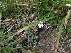 Gomphocerus sibiricus