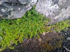 Polycarpon tetraphyllum