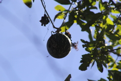 Cucurbita argyrosperma