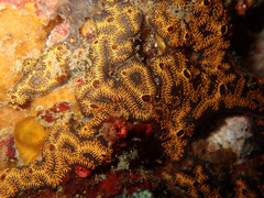 Botryllus