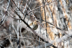 Haemorhous purpureus