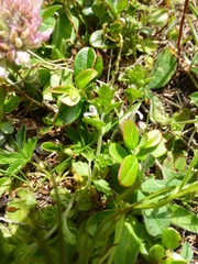 Euphrasia officinalis