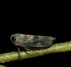 Evansolidia
