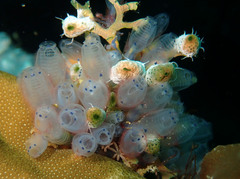 Clavelina moluccensis