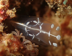 Clavelina
