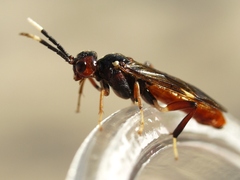 Macremphytus testaceus