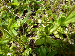 Euphrasia officinalis