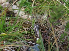 Gomphocerus sibiricus