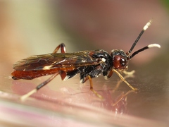 Macremphytus testaceus