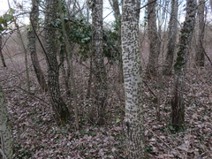 Populus alba
