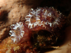 Eudistoma
