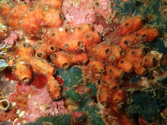 Polycarpa contecta