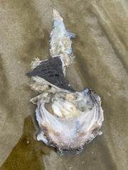 Hemitripterus americanus