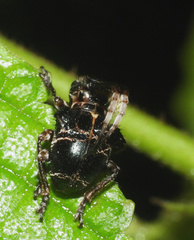 Tessarecphora arachnoides