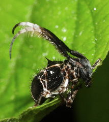 Tessarecphora arachnoides