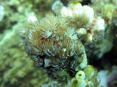 Acrozoanthus australiae