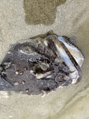 Hemitripterus americanus