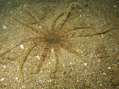 Actinostephanus