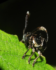 Tessarecphora arachnoides