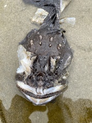 Hemitripterus americanus