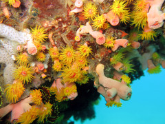 Dendrophyllia