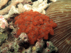 Phyllodiscus semoni