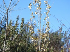 Populus nigra