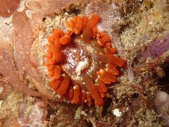 Telmatactis cricoides