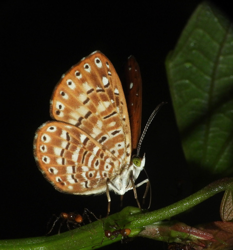 Protonymphidia senta