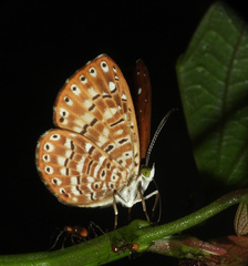 Protonymphidia senta