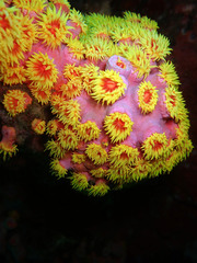 Tubastraea