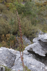 Watsonia tabularis